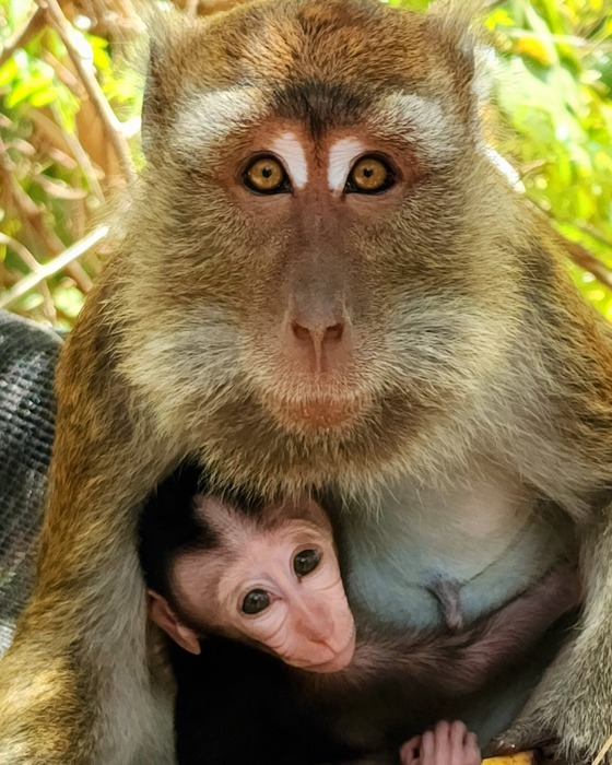 Oslob Macaque Sanctuary (1) oslob macaque sanctuary (1)